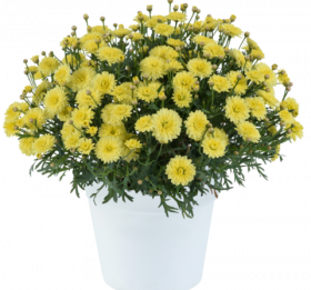 Аргирантемум ANGELIC MAIZE IMPR