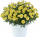 Аргирантемум ANGELIC MAIZE IMPR