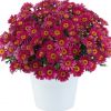 Аргирантемум LOLLIES BERRY GUMMY