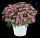 Аргирантемум LOLLIES PINK PEZ