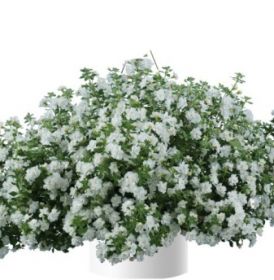 БАКОПА SCOPIA DOUBLE SNOWBALL