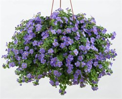 БАКОПА SCOPIA GULLIVER BLUE