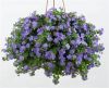 БАКОПА SCOPIA GULLIVER BLUE