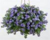БАКОПА SCOPIA GULLIVER BLUE (Я)