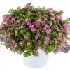 БАКОПА SCOPIA GULLIVER COMPACT ROSA