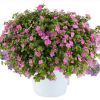 БАКОПА SCOPIA GULLIVER COMPACT ROSA (Я)