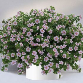 БАКОПА SCOPIA GULLIVER PINK HEART IMPR