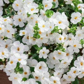 БАКОПА SCOPIA GULLIVER WHITE IMPR