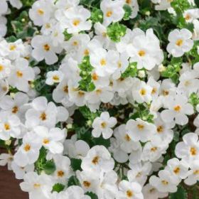 БАКОПА SCOPIA GULLIVER WHITE IMPR (Я)