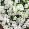 БАКОПА SCOPIA GULLIVER WHITE IMPR