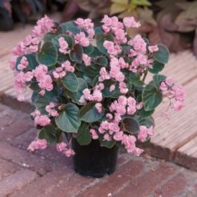 БЕГОНИЯ DOUBLET PINK (Я)