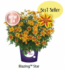 БИДЕНС BLAZING STAR