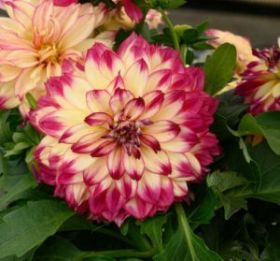 ГЕОРГИНА  CHERIE ABSTRACT RASPBERRY (Я)