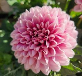 ГЕОРГИНА CHERIE PINK LACE