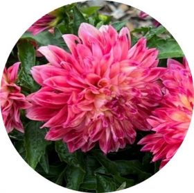 ГЕОРГИНА CHERIE RADIANT ROSE
