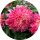 ГЕОРГИНА CHERIE RADIANT ROSE