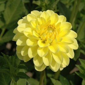 ГЕОРГИНА CHERIE YELLOW