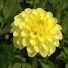 ГЕОРГИНА CHERIE YELLOW