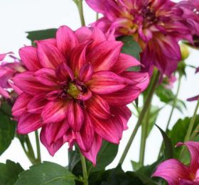 ГЕОРГИНА RADIANT PINK