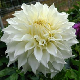 ГЕОРГИНА DARLIN WHITE