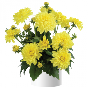 ГЕОРГИНА DARLIN YELLOW