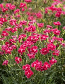 ГВОЗДИКА DELILAH BICOLOR MAGENTA
