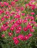ГВОЗДИКА DELILAH BICOLOR MAGENTA