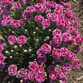 ГВОЗДИКА DELILAH BICOLOR PURPLE
