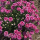 ГВОЗДИКА DELILAH BICOLOR PURPLE