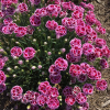 ГВОЗДИКА DELILAH BICOLOR PURPLE