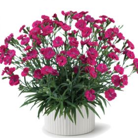 ГВОЗДИКА DELILAH MAGENTA