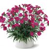 ГВОЗДИКА DELILAH MAGENTA