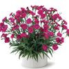 ГВОЗДИКА DELILAH MAGENTA (Я)