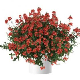 ДИАСЦИЯ TRINITY SUNSET (Я)