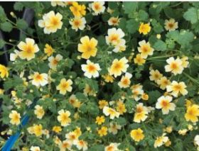 ДЖЕЙМСБРИТТЕНИЯ STARDOM GOLDSTAR (Я)