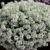 АЛИССУМ STREAM COMPACT WHITE (Я)