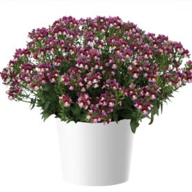 НЕМЕЗИЯ MENOR DUAL BORDEAUX
