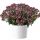 НЕМЕЗИЯ MENOR DUAL BORDEAUX