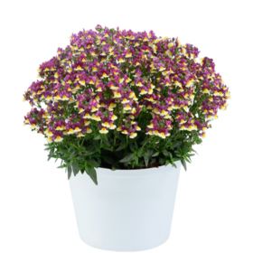 НЕМЕЗИЯ MENOR DUAL MAGENTA