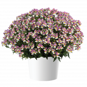 НЕМЕЗИЯ MENOR DUAL VIOLET (Я)