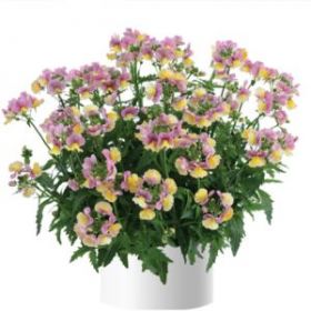 НЕМЕЗИЯ NESIA BANANA SWIRL (Я)