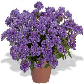 НЕМЕЗИЯ NESIA DENIM (Я)