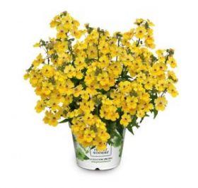 НЕМЕЗИЯ NESIA INCA (Я)