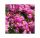НЕМЕЗИЯ NESIA PINK CRUSH