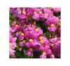 НЕМЕЗИЯ NESIA PINK CRUSH