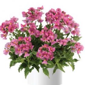 НЕМЕЗИЯ SPRING BLUSH (Я)