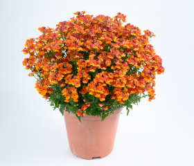 НЕМЕЗИЯ NESIA TANGERINE