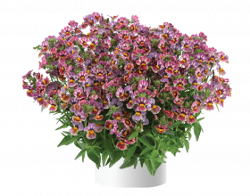 НЕМЕЗИЯ NESIA TUTTI FRUTTI (Я)