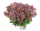 НЕМЕЗИЯ NESIA TUTTI FRUTTI