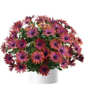 ОСТЕОСПЕРМУМ OSTICA BRONZE (Я)